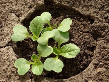 Michihili Chinese Cabbage Pak Choi 1000 Bok Greens Healthy SEEDS