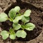 Michihili Chinese Cabbage Pak Choi 1000 Bok Greens Healthy SEEDS