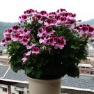 Geranium 'Colorful Butterfly' Blackish Red White Flowers  SEEDS