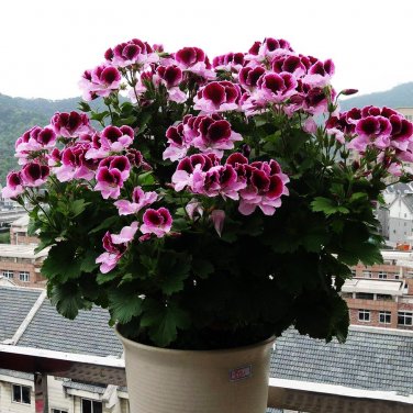 Geranium 'Colorful Butterfly' Blackish Red White Flowers  SEEDS
