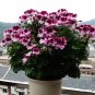 Geranium 'Colorful Butterfly' Blackish Red White Flowers  SEEDS
