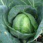 Golden Acre Cabbage 1000 Healthy Green tender Leaves Bulk SEEDS
