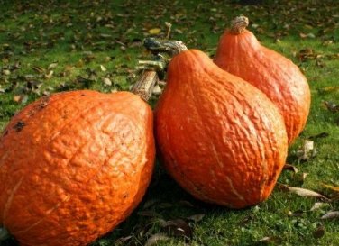 Golden Hubbard Winter Squash 10 Wholesale Bulk Fresh Soup SEEDS