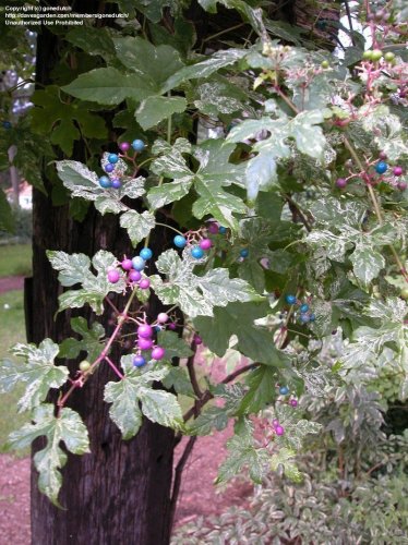Variegated Porcelain Berry Vine 'Elegans' Vine  20+ SEEDS