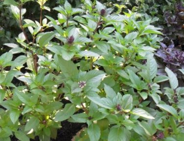 Cinnamon Basil 200 Fresh culinary scent Herb  Spicy SEEDS