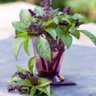 Cinnamon Basil 400 Fresh culinary scent Herb  Spicy SEEDS