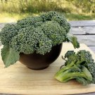Waltham 29 Broccoli 500 High Yields Bulk Fresh Non - GMO SEEDS