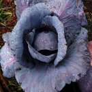 Red Acre Cabbage 1000 purple tender healthy Leaves Early SEEDS