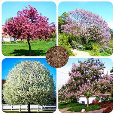 200 Senior Paulownia 4 Different Color Flowering  SEEDS
