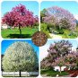 200 Senior Paulownia 4 Different Color Flowering  SEEDS
