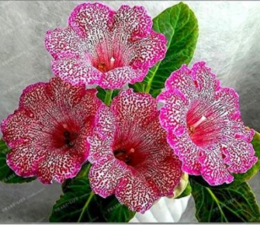 Gloxinia Sinningia Gloxinia Flower Home  Diy 100  SEEDS