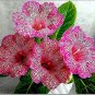 Gloxinia Sinningia Gloxinia Flower Home  Diy 100  SEEDS