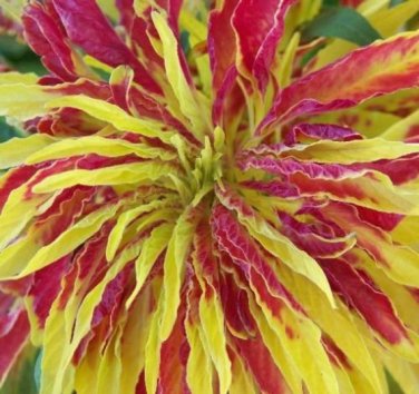 Amaranthus Tricolor Perfecta 100 Eye catching Showy SEEDS