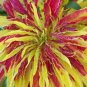Amaranthus Tricolor Perfecta 100 Eye catching Showy SEEDS