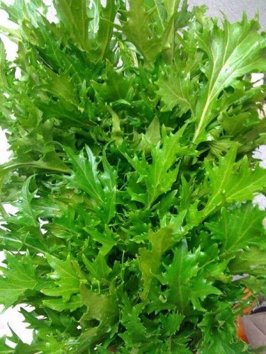 Mizuna Mustard 300 Bulk Wholesale Asian Vigorous grower SEEDS