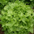 Oak Leaf Lettuce (Oakleaf) GREEN 1000 Loose leaf SEEDS