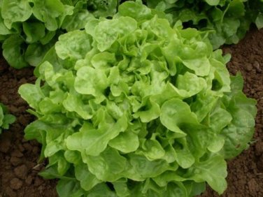 Oak Leaf Lettuce (Oakleaf) GREEN 1000 Loose leaf SEEDS