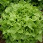 Oak Leaf Lettuce (Oakleaf) GREEN 1000 Loose leaf SEEDS