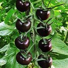 Rare Purple Cherry Tomato Organic 25 Tasty Sweet Fruit  SEEDS