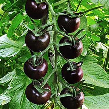 Rare Purple Cherry Tomato Organic 25 Tasty Sweet Fruit  SEEDS