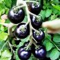 Rare Purple Cherry Tomato Organic 25 Tasty Sweet Fruit  SEEDS