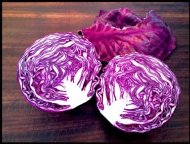 Red Acre Cabbage 500 purple tender healthy Leaves Early SEEDS
