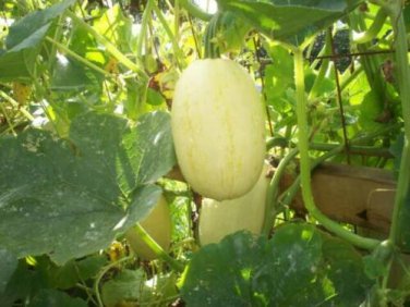 Vegetable Spaghetti Squash 10 Winter SEEDS