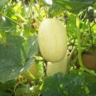 Vegetable Spaghetti Squash 20 Winter SEEDS