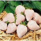 White Strawberry The Hottest Fruits in Japan 100 SEEDS