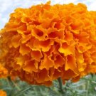 50 White Marigold French Vanilla Hybrid Flowers Orange SEEDS