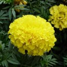 50 White Marigold French Vanilla Hybrid Flowers Yellow SEEDS