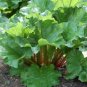 Rhubarb VICTORIA 50 tastes great fresh or Pie Jam Bulk SEEDS