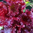 Ruby Red Loose leaf Lettuce 1000 crispy Beautiful Rare SEEDS