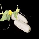 25 WHITE WONDER CUCUMBER Rare healthy vegetable SEEDS
