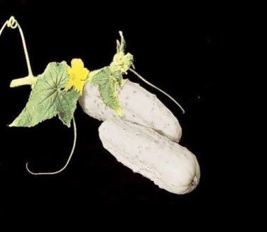 25 WHITE WONDER CUCUMBER Rare healthy vegetable SEEDS