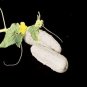 25 WHITE WONDER CUCUMBER Rare healthy vegetable SEEDS