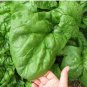Giant Noble Spinach 200 Bulk Huge Leaves! Big SEEDS