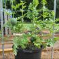 Watermelon 25 Bush Sugar Baby  SEEDS
