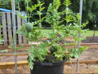 Watermelon 50 Bush Sugar Baby SEEDS