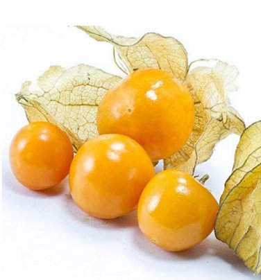 100 Physalis Peruviana Delicious Fruit Golden Berry  SEEDS