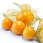 100 Physalis Peruviana Delicious Fruit Golden Berry  SEEDS