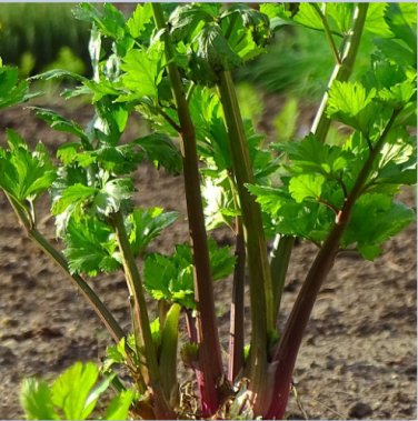 Redventure Red Celery! 100 ORGANIC Rare Bulk SEEDS