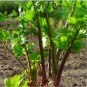 Redventure Red Celery! 100 ORGANIC Rare Bulk SEEDS