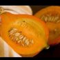 Golden Hubbard Winter Squash 10 Wholesale Bulk Fresh SEEDS