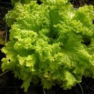 Black ed Simpson Loose Leaf Lettuce 1000 Bulk Crisp SEEDS