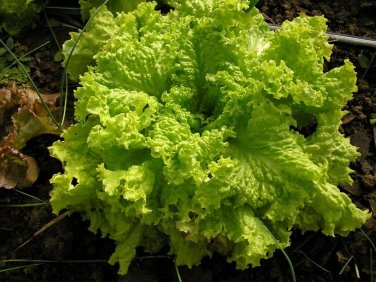 Black ed Simpson Loose Leaf Lettuce 1000 Bulk Crisp SEEDS