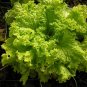 Black ed Simpson Loose Leaf Lettuce 1000 Bulk Crisp SEEDS