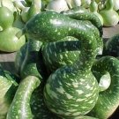 Speckled swan 10 gourd pretty unusual arts & crafts SEEDS