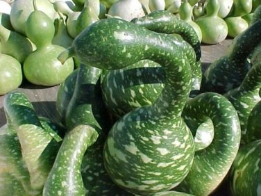 Speckled swan 10 gourd pretty unusual arts & crafts SEEDS