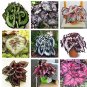 30 mix 9 Colors Coleus Blumei Flowers  SEEDS
